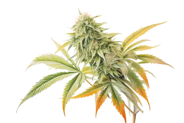 Leuchtende Cannabisblätter und farbenfrohe Cannabisblüte In unterschiedlichen Farben scheint eine Cannabispflanze.